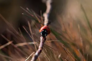 Optimized-ladybug-1209898_640.jpg